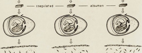 The Problem of Macromolecules of Biological Interest with Special Reference to Nuclear Proteins