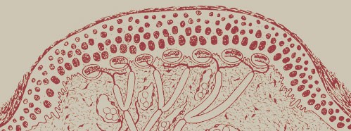 Brain and Conscious Experience