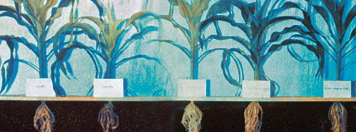 Organic Matter and Soil Fertility