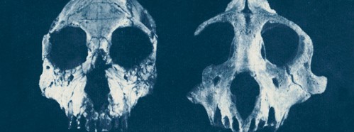 Recent Advances in the Evolution of Primates