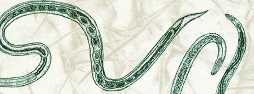 The Interaction of Parasitic Diseases and Nutrition