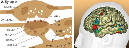 Neurosciences and the Human Person: New Perspectives on Human Activities