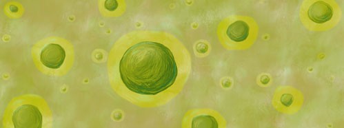 Final Statement of the Workshop on Looking to the Future: Stem Cells, Organoids and Regenerative Medicine