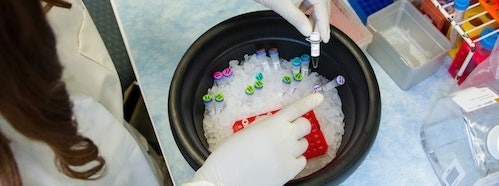 Looking to the Future: Stem Cells, Organoids and Regenerative Medicine